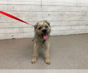 Mutt Dogs for adoption in San Bernardino, CA, USA