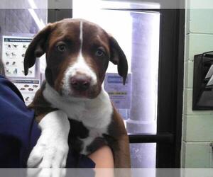 American Pit Bull Terrier-Labrador Retriever Mix Dogs for adoption in Tulsa, OK, USA