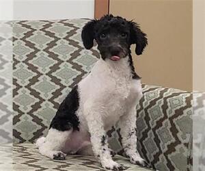 Poodle (Miniature)-Unknown Mix Dogs for adoption in Springfield, MA, USA