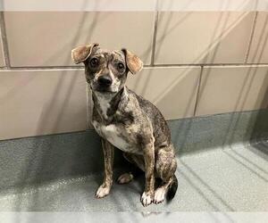 Chihuahua-Feist Terrier Mix Dogs for adoption in Baytown, TX, USA