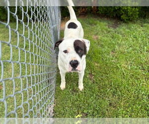 American Pit Bull Terrier-Unknown Mix Dogs for adoption in Tulsa, OK, USA