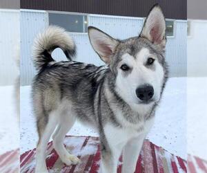 Alaskan Malamute Dogs for adoption in Palmer, AK, USA
