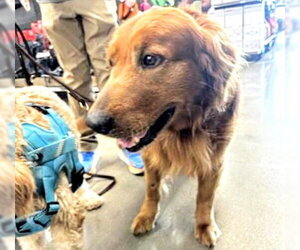 Golden Retriever Dogs for adoption in Houston, TX, USA