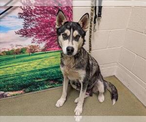Siberian Husky-Unknown Mix Dogs for adoption in Moreno Valley, CA, USA
