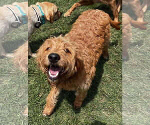 Goldendoodle Dogs for adoption in Dallas, TX, USA