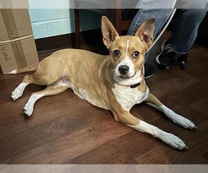 Basenji-Unknown Mix Dogs for adoption in Ocala, FL, USA