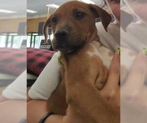 Labrador Retriever Dogs for adoption in San Antonio, TX, USA