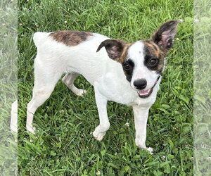 Boston Terrier-Jack Russell Terrier Mix Dogs for adoption in Batavia, OH, USA