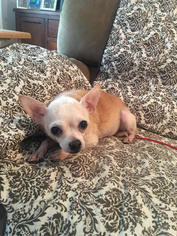 Chihuahua Dogs for adoption in Baltimore, MD, USA
