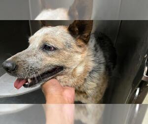 Mutt Dogs for adoption in Riverside, CA, USA