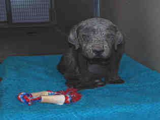 Medium Photo #1 Mastiff-Unknown Mix Puppy For Sale in Louisville, KY, USA