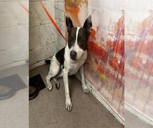 Mutt Dogs for adoption in San Bernardino, CA, USA