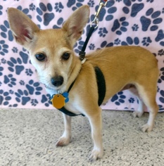 Toy Fox Terrier-Unknown Mix Dogs for adoption in North Richland Hills, TX, USA