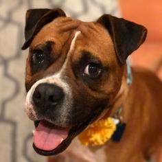 Boxer-Unknown Mix Dogs for adoption in San Diego, CA, USA