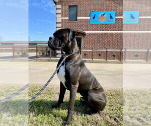 Boxer Dogs for adoption in Austin, TX, USA