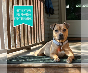 Puggle Dogs for adoption in Boston, MA, USA