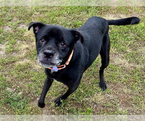 Labrador Retriever-Unknown Mix Dogs for adoption in Springfield, MA, USA