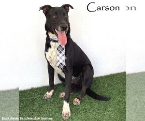 Borador Dogs for adoption in San Diego, CA, USA