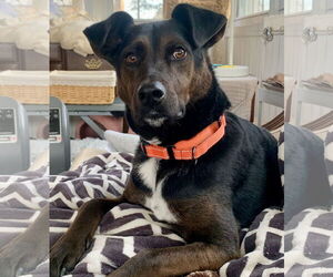 Labrador Retriever-Unknown Mix Dogs for adoption in Forest, VA, USA