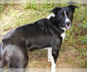 Border-Aussie Dogs for adoption in Tallahassee, FL, USA
