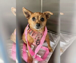 Chihuahua Dogs for adoption in Woodland, CA, USA