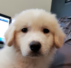 Golden Pyrenees Dogs for adoption in Danbury, CT, USA