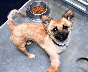 Chihuahua Dogs for adoption in San Jacinto, CA, USA