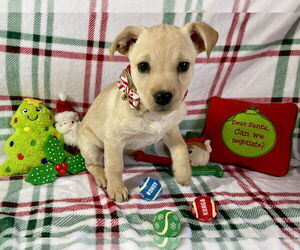 Chihuahua-Unknown Mix Dogs for adoption in Plainfield, IL, USA