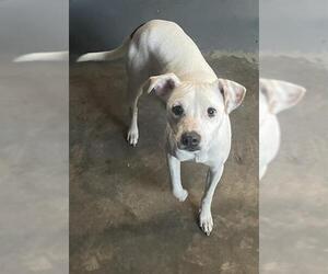 Mutt Dogs for adoption in Tallahassee, FL, USA