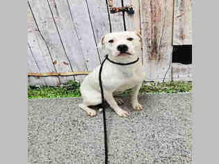 American Bulldog Dogs for adoption in Henderson, NV, USA
