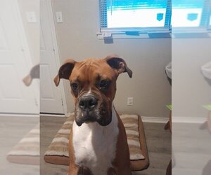 Boxer Dogs for adoption in San Antonio, TX, USA