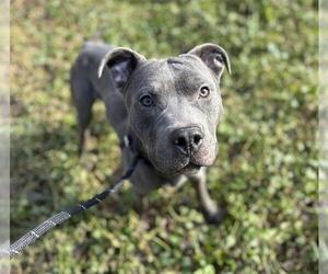 American Pit Bull Terrier Dogs for adoption in Charlotte, NC, USA