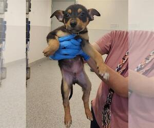 Labrador Retriever-Unknown Mix Dogs for adoption in Houston, TX, USA