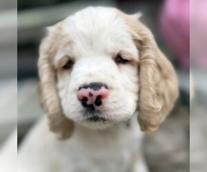 Cocker Spaniel Dogs for adoption in Arlington, VA, USA