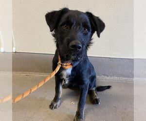 Border Terrier Dogs for adoption in Modesto, CA, USA