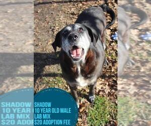 Medium Photo #1 Labrador Retriever-Unknown Mix Puppy For Sale in Jefferson City, TN, USA