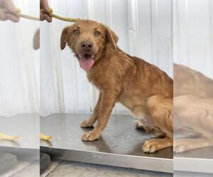 Mutt Dogs for adoption in Bakersfield, CA, USA