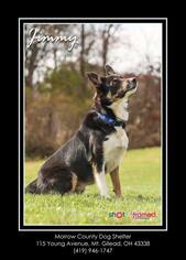 Border-Aussie Dogs for adoption in Mt. Gilead, OH, USA