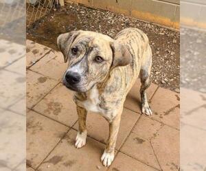 Mountain Cur Dogs for adoption in Athens, AL, USA
