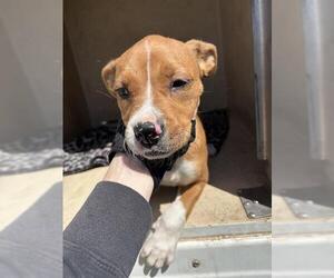 Boxer-Unknown Mix Dogs for adoption in Oklahoma City, OK, USA