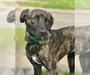 Labrador Retriever-Unknown Mix Dogs for adoption in Omaha, NE, USA