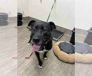 Mutt Dogs for adoption in Pasadena, CA, USA