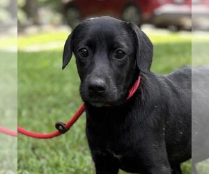 Labrador Retriever-Unknown Mix Dogs for adoption in Yardley, PA, USA