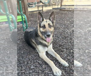 German Shepherd Dog Dogs for adoption in DISCOVERY BAY, CA, USA
