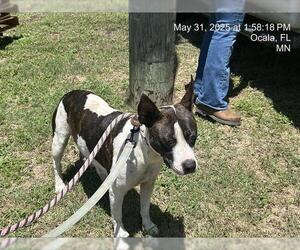 American Staffordshire Terrier-Unknown Mix Dogs for adoption in Ocala, FL, USA