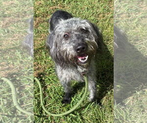 Miniature Schnauzer-Unknown Mix Dogs for adoption in Virginia Beach, VA, USA