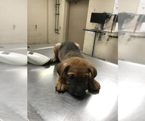 Chinese Shar-Pei-Unknown Mix Dogs for adoption in Conroe, TX, USA