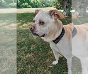 Labrador Retriever-Pug Mix Dogs for adoption in Forest, VA, USA