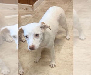 Labrador Retriever-Unknown Mix Dogs for adoption in Raleigh, NC, USA