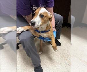 Labrador Retriever-Unknown Mix Dogs for adoption in Conroe, TX, USA